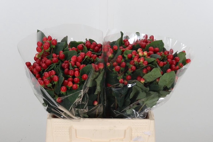 <h4>Hyp A True Romance</h4>