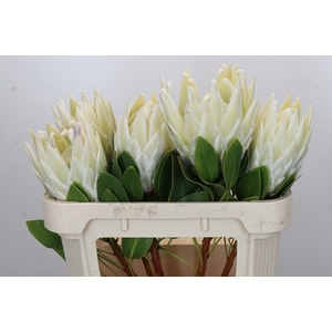 Protea Cyn. Ayoba Arctic Ice