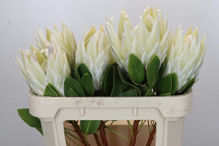 <h4>Protea Cyn. Ayoba Arctic Ice</h4>