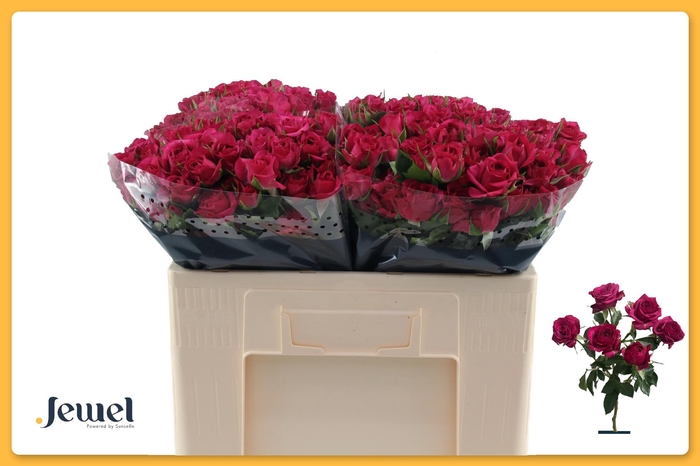 <h4>R TR CHEYENNE</h4>