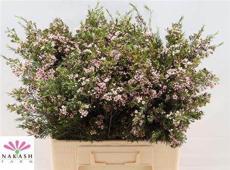 <h4>Chame Un Romi</h4>