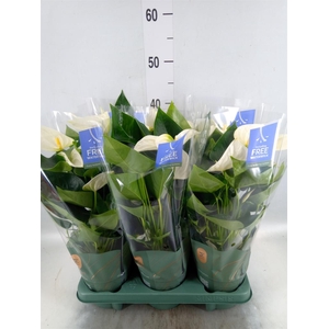 Anthurium  'Karma White'