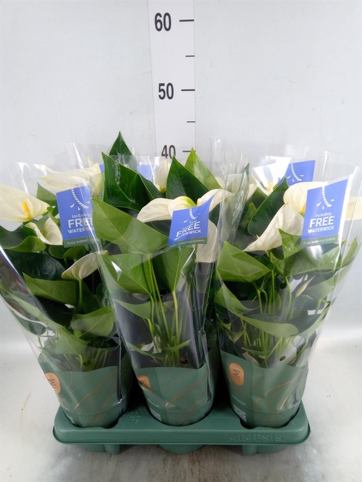 <h4>Anthurium 'Karma White'</h4>