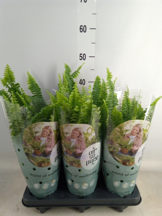 <h4>Nephrolepis exal. 'Green Lady'</h4>