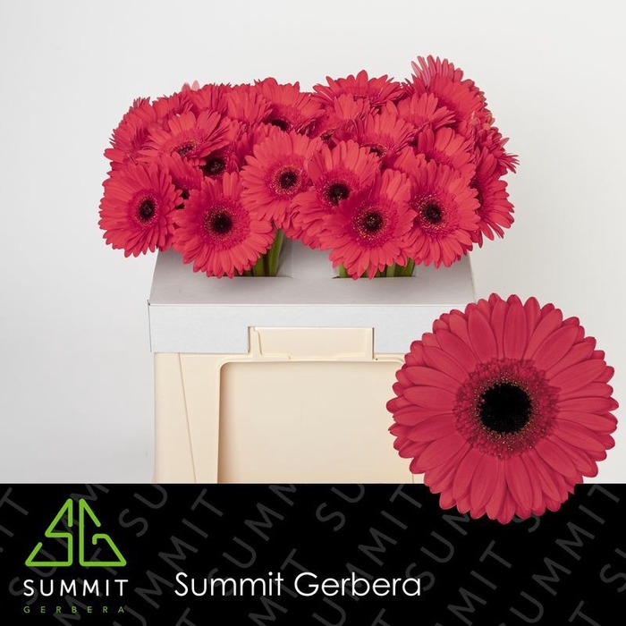 <h4>Gerbera Hamptons Water</h4>