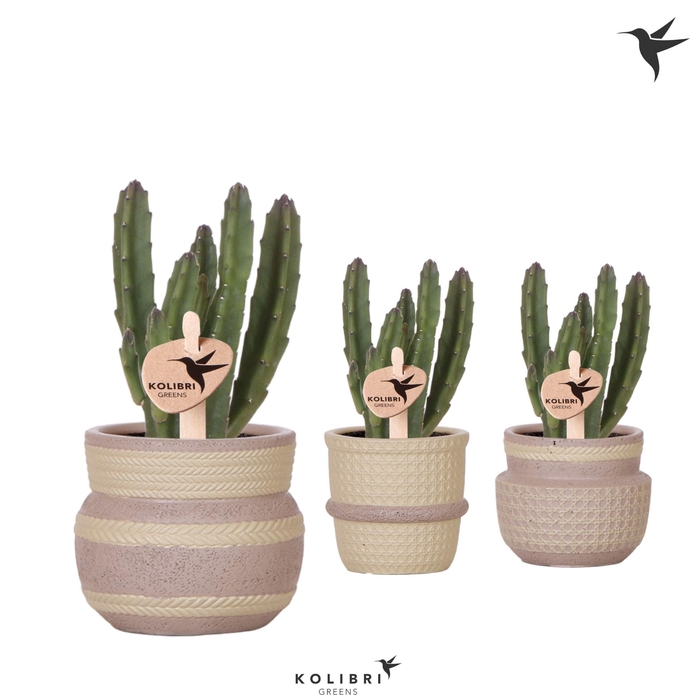 <h4>Kolibri Greens Stapelia Leendertziae in Ethnic pot khaki mix</h4>