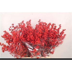 Ilex Verticilata Red Ex Ex