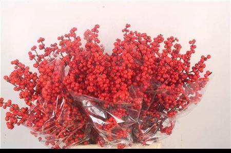 <h4>Ilex Verticilata Red Ex Ex</h4>