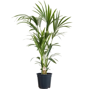 Howea forsteriana (Kentia) 5 pit 120-140cm