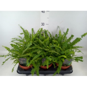 Nephrolepis cord. 'Duffii'