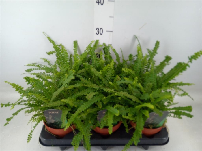 <h4>Nephrolepis cord. 'Duffii'</h4>