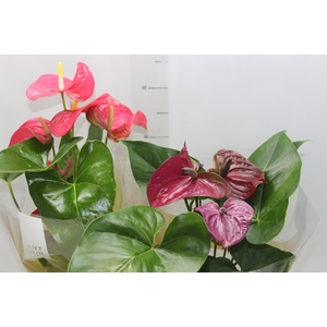ANTHURIUM VARIADO P17