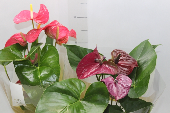 ANTHURIUM VARIADO P17