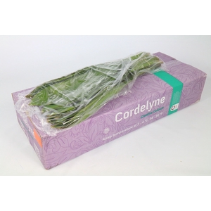 Cordyline Green Tie VP