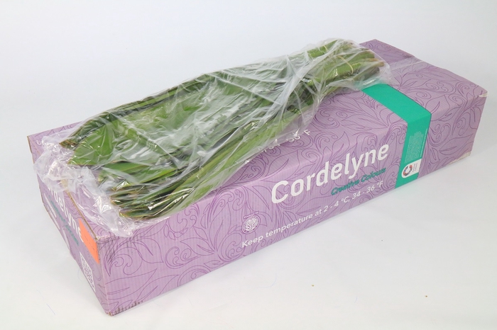 <h4>Cordyline Green Tie VP</h4>