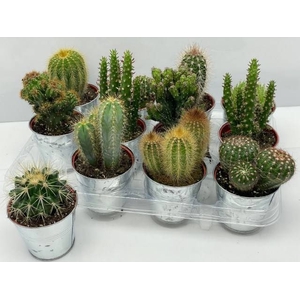 CACTUS GEM