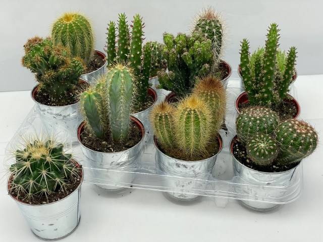 <h4>CACTUS GEM</h4>