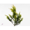 Conif.ch.pis. Aurea Pluis
