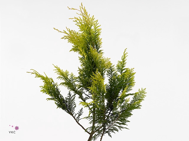 Conif.ch.pis. Aurea Pluis