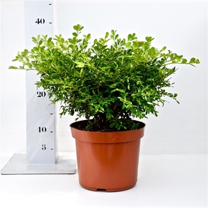 Buxus microphylla 'Herrenhausen' 25-30cm bodembedekker