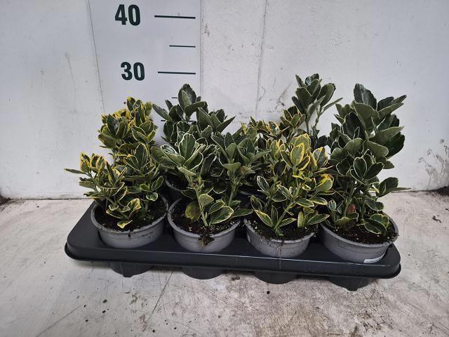 <h4>EUONYMUS JAP GEM</h4>