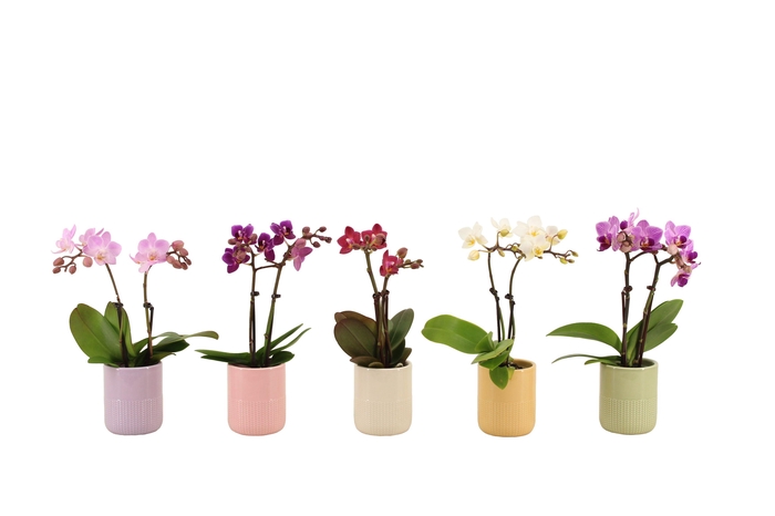 <h4>Morgan Cozy Mix Tiny Dolls Mix 2T10+ Aqu@</h4>