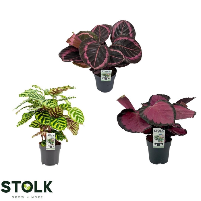 <h4>Calathea Herfstmix</h4>