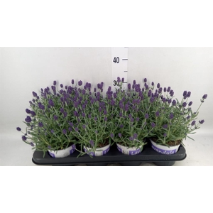 Lavandula angus. 'Hidcote'