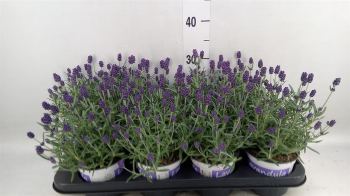 <h4>Lavandula angus. 'Hidcote'</h4>