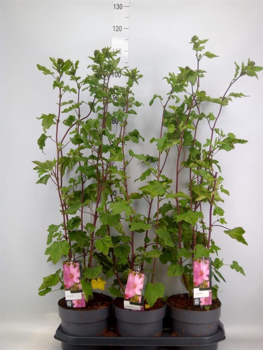 <h4>Lavatera   ...</h4>