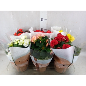 Begonia elat. DU   ...mix