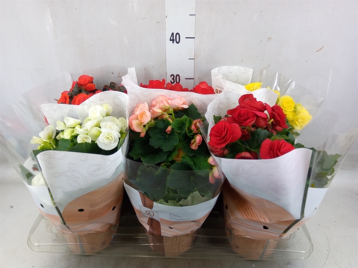 <h4>Begonia elat. DU   ...mix</h4>