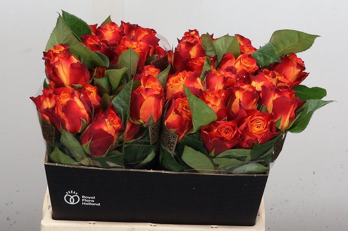 <h4>R Gr Atomic</h4>