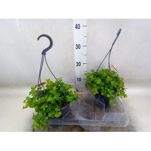 Peperomia rotundifolia