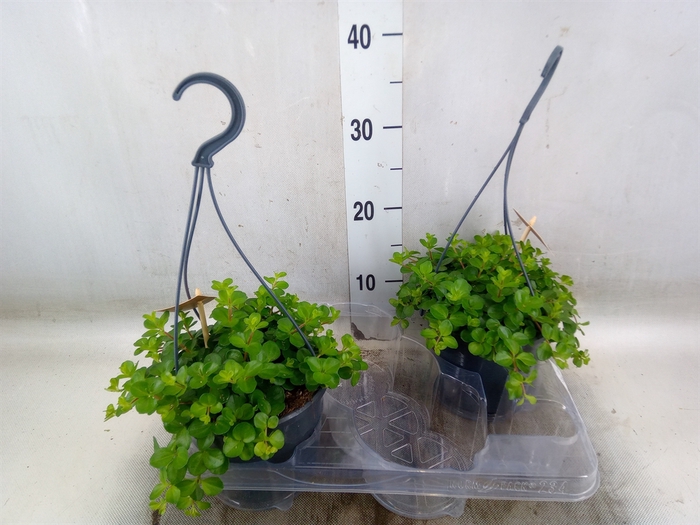 <h4>Peperomia rotundifolia</h4>