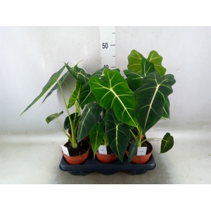 Alocasia   ...