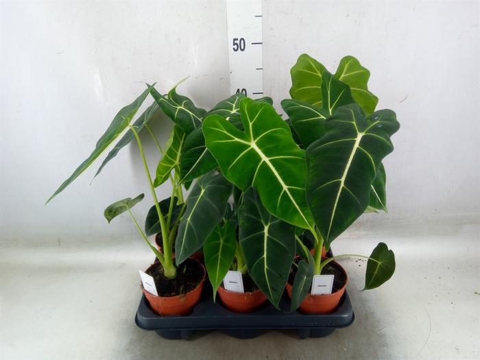 <h4>Alocasia   ...</h4>