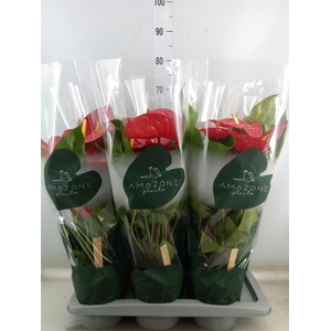 Anthurium andr. 'Nevada'