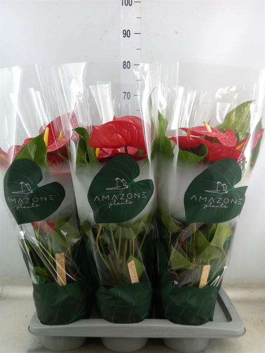 <h4>Anthurium andr. 'Nevada'</h4>