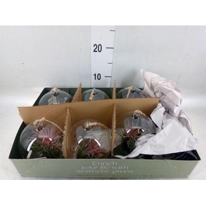 Arr.  Tillandsia L%
