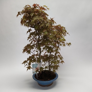 Acer Deshojo Bonsai 'E32' 23 cm (herkomst: Japan)