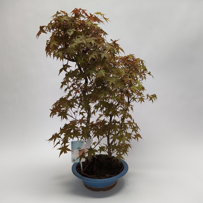 <h4>Acer Deshojo Bonsai 'E32' 23 cm (herkomst: Japan)</h4>