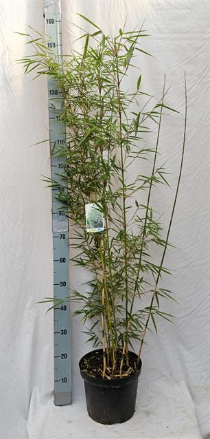 Fargesia robusta Campbell 27Ø 150cm