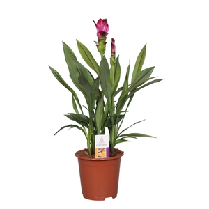 Curcuma alism. Siam Splash