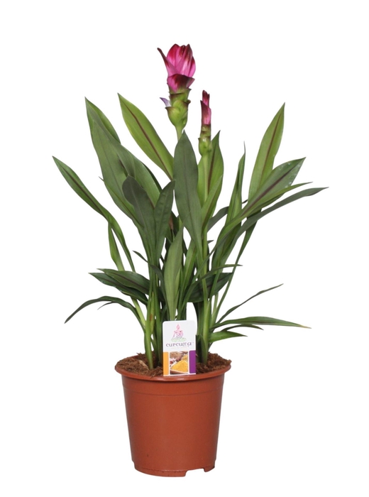 <h4>Curcuma alism. Siam Splash</h4>