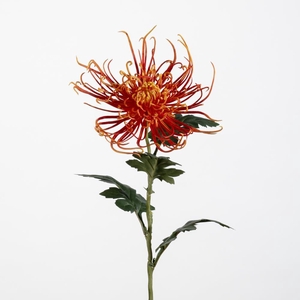 AF Chrysant spider L71cm orang