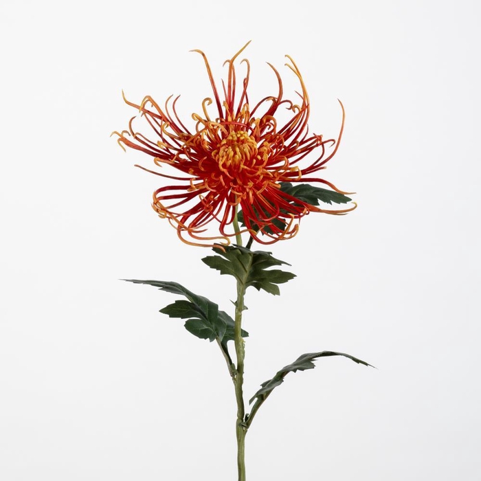AF Chrysant spider L71cm orang