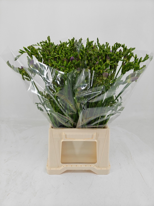 <h4>FR EN INDIGO BEACH</h4>