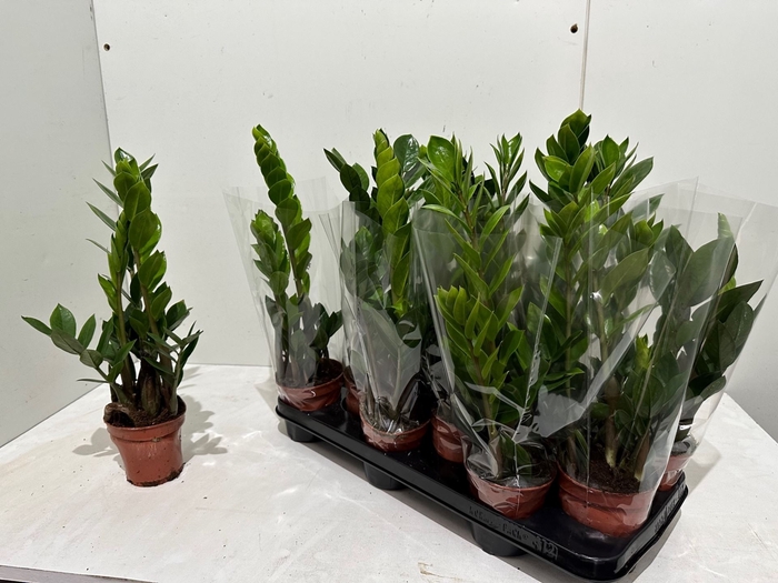 <h4>Zamioculcas zamiifolia</h4>