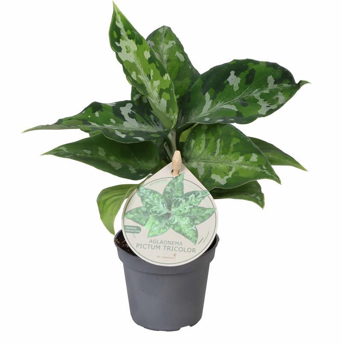<h4>AGLAONEMA ARACEAE P6</h4>